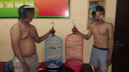 Hanya 5 Jam Pelaku Pencurian Burung Berhasil Dibekuk Polsek