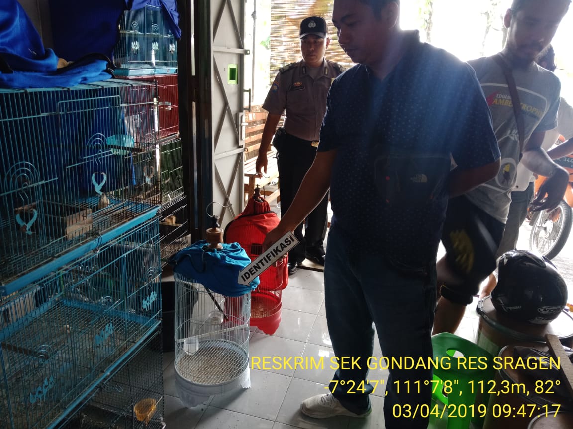 Kios Pasar Gondang Sragen Dibobol Maling 14 Burung Hilang