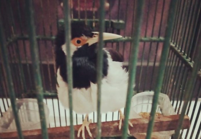 Polsek Kesugihan Cilacap Tangkap 2 Pelaku Pencuri Burung Ocehan