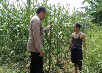Monitoring Jagung Domiyang, Bhabinkamtibmas Temukan Kendala Hama Kera