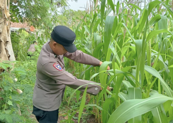 Polsek Sragi Pantau Perkembangan Tanaman Jagung di Lahan Pekarangan: Tanaman Sehat, Siap Dipupuk