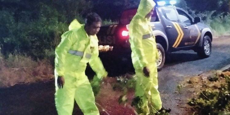 Tutup Jalan Utama Karangdadap-Doro! Pohon Tumbang Malam Hari, Polisi dan Warga Turun Tangan Cepat