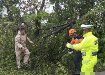 Dihantam Angin Kencang, Dahan Trembesi Tumbang Tutup Jalan Raya Bojong, Polisi Gerak Cepat Evakuasi
