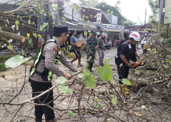 Pohon Waru Tumbang di Kajen Tutup Akses Jalan, Lalin Sempat Macet 100 Meter